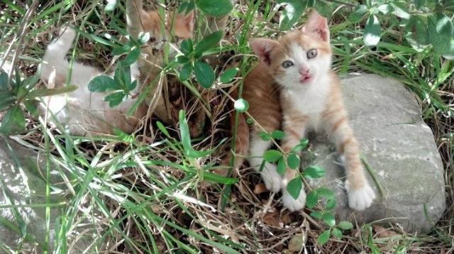 布克独舞掌控比赛风云，马刺团队节奏驯服骑士—NBA赛场上的掌控艺术