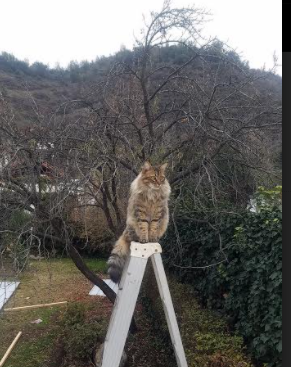 苏格兰终结雷恩，基耶萨一剑封喉成关键先生